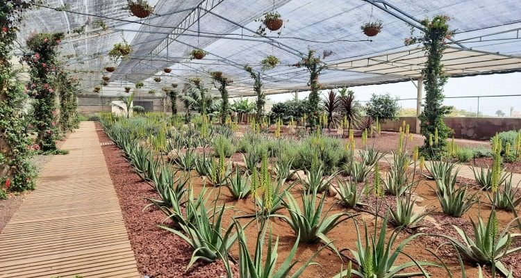 Finca Canarias Aloe Vera Güimar - Tenerife